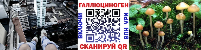 Псилоцибиновые грибы Psilocybine cubensis  цены наркотик  Новозыбков 
